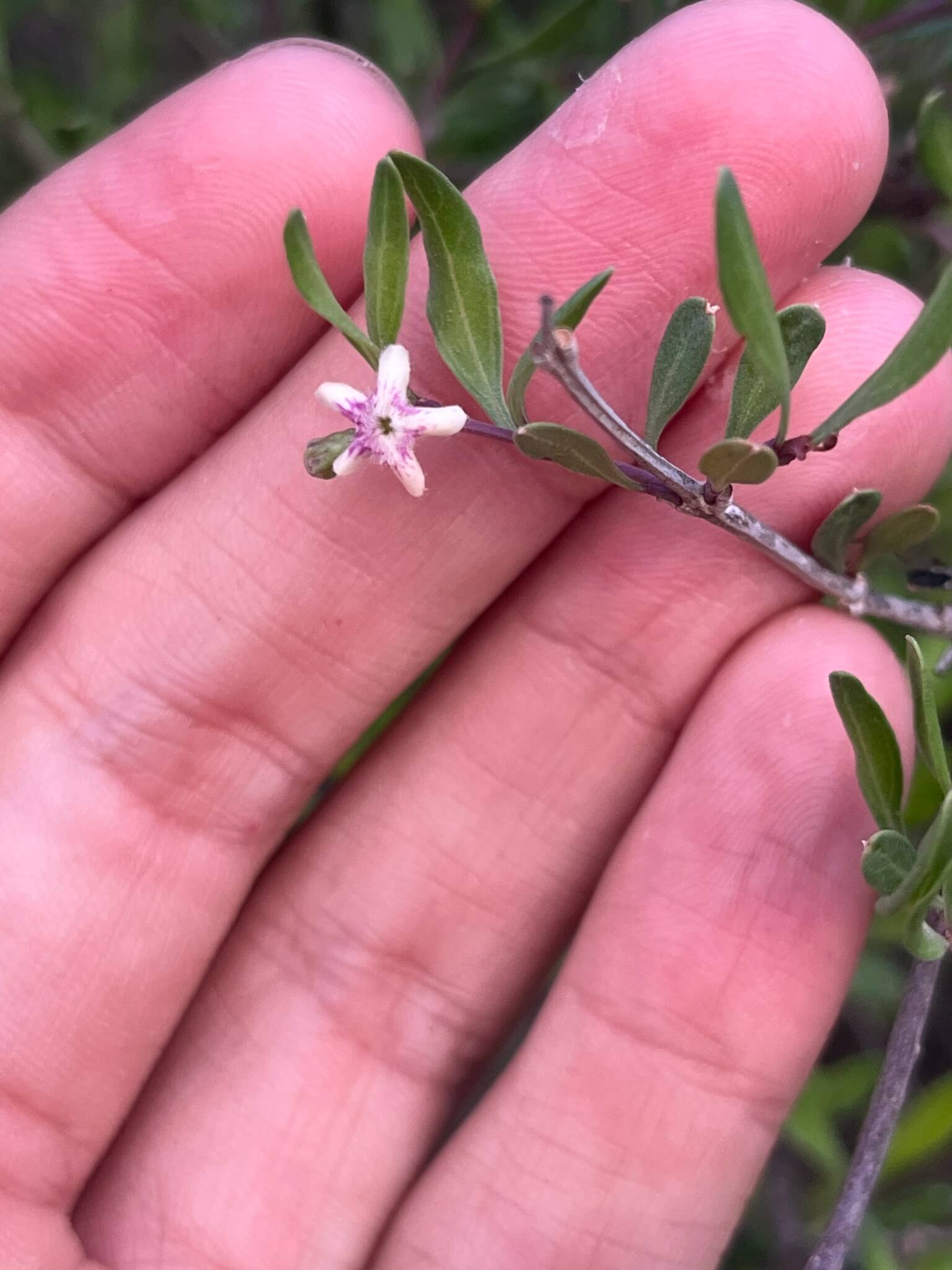 Citharexylum lycioides